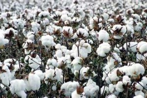 如何理解一磅棉花的吨数换算？这种换算在国际贸易中有何意义？